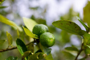 bergamot illóolaj