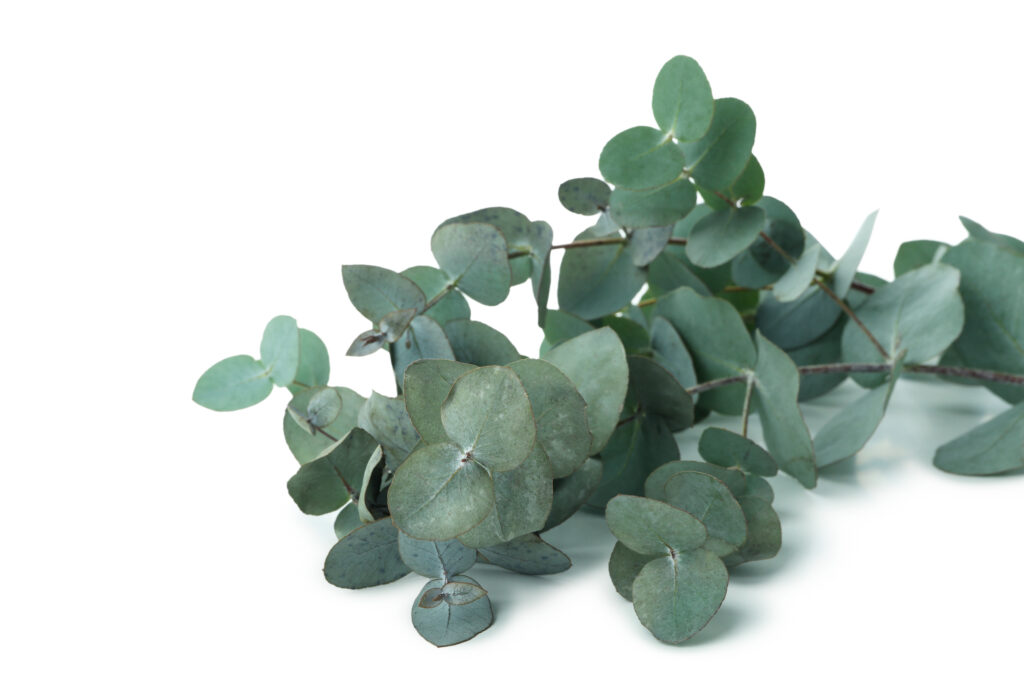 Az eukaliptusz gyógyhatása