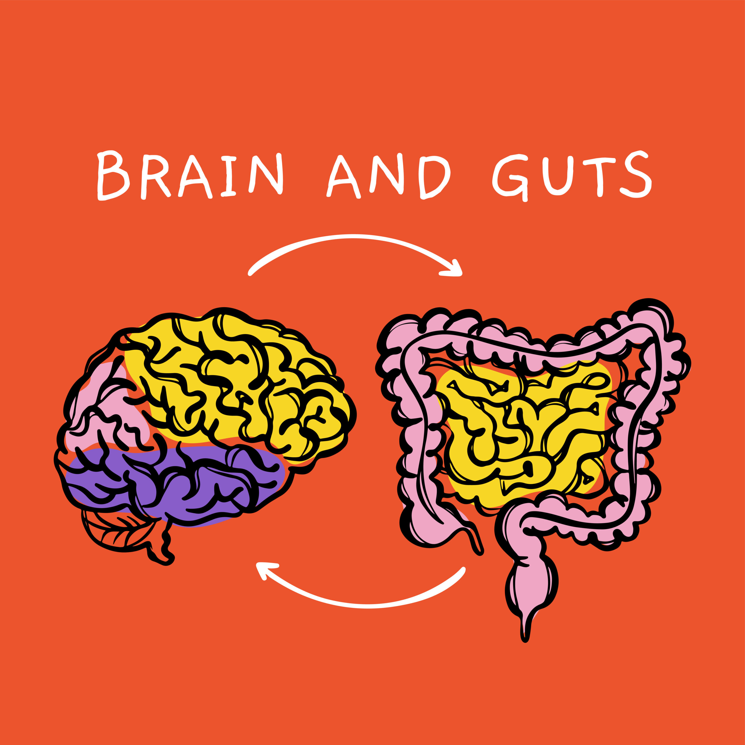 A bél-agy kapcsolat egy fontos szempont az egészséges, kiegyensúlyozott életben, tanuld meg miről van szó.